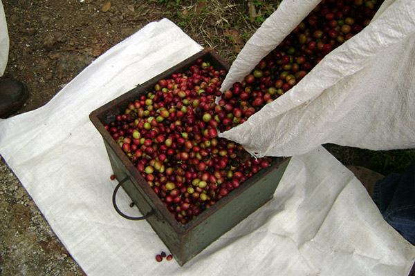 COOFACI (Coop. Dos Agricultores Fam. Do Territ do Caparao)