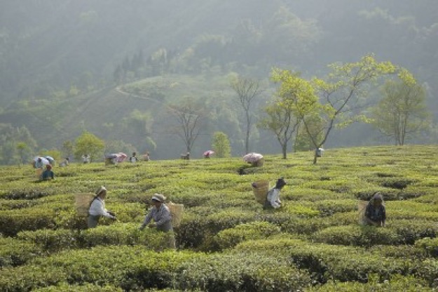 Transformación Fairtrade