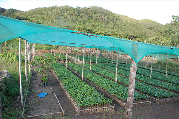 Agrocafe