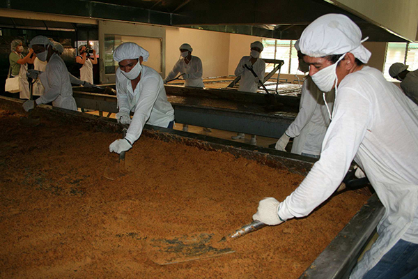 azucar de caña PFTC